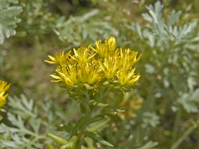 Gialli fiori alpini - Sedum cfr. rupestre